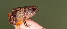 Newly discovered miniature frog species in India measures 0.5 inches. (Sd Biju/University of Delhi)