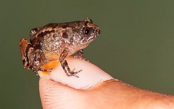 Newly discovered miniature frog species in India measures 0.5 inches. (Sd Biju/University of Delhi)