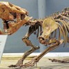 The fossil shows that the extinct creatures weighed as much as one ton when fully grown. (James St. John/CC BY 2.0)
