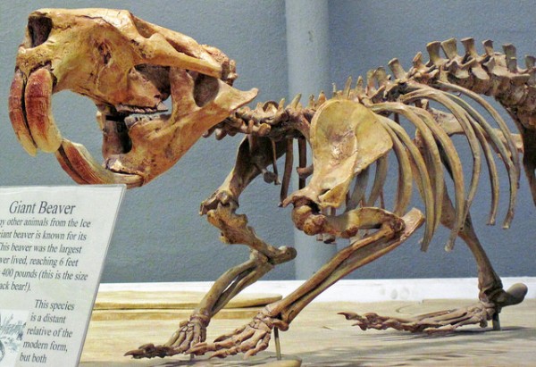The fossil shows that the extinct creatures weighed as much as one ton when fully grown. (James St. John/CC BY 2.0)