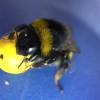 In this new study, bees show how they are also good problem solvers. (Iida Loukola/Queen Mary University of London)
