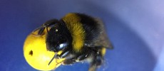 In this new study, bees show how they are also good problem solvers. (Iida Loukola/Queen Mary University of London)