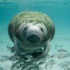 To date, there are 6,620 manatees in Florida's waters, making this the highest ever on record.