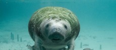 To date, there are 6,620 manatees in Florida's waters, making this the highest ever on record.