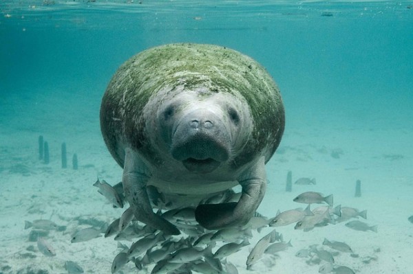 To date, there are 6,620 manatees in Florida's waters, making this the highest ever on record.