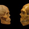 Comparison of Modern Human and Neanderthal skulls from the Cleveland Museum of Natural History. (hairymuseummatt/CC BY-SA 2.0)