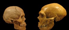 Comparison of Modern Human and Neanderthal skulls from the Cleveland Museum of Natural History. (hairymuseummatt/CC BY-SA 2.0)