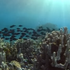 Coral bleaching was in the spotlight last year as it affected as much as 80 percent of the reefs in the northern regions. (YouTube)
