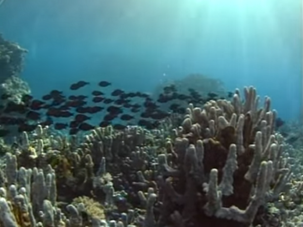 Coral bleaching was in the spotlight last year as it affected as much as 80 percent of the reefs in the northern regions. (YouTube)