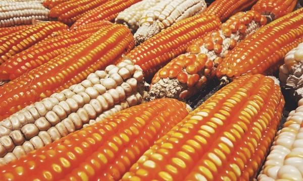 Food crop species are also in danger of another mass extinction.