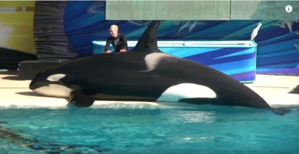 China starts breeding Orcas whales to accommodate the burgeoning middle class. (YouTube)