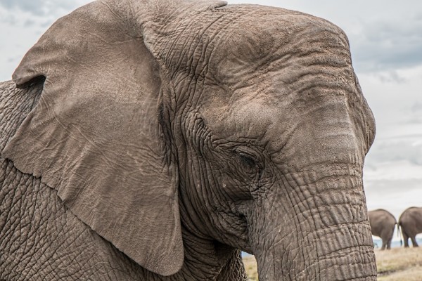 Elephants can survive with only two hours of sleep per day.