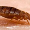 Bed Bug