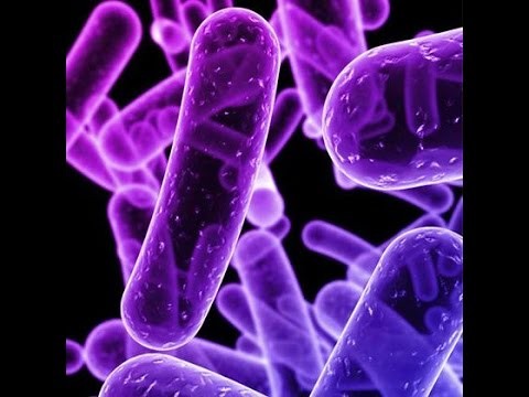 Enterobacteriaceae is included in WHO priority list of antibiotic resistant bacteria.