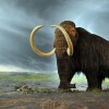  About 10, 000 years ago, the wooly mammoths died out in Siberia and North America due to extensive human hunting and a warming world. (Flying Puffin/CC BY-SA 2.0)
