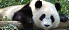 A new study says that pandas are black and white for communication and camouflage. (popofatticus/CC BY 2.0)