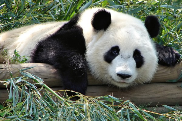 A new study says that pandas are black and white for communication and camouflage. (popofatticus/CC BY 2.0)