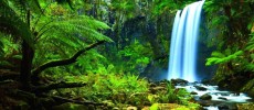 The Amazon Rainforest Facts (HD)