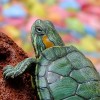 Turtle Swallows Coins