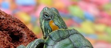 Turtle Swallows Coins