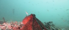 Octopuses can show dark colors when aggressive and paler colors when non aggressive.