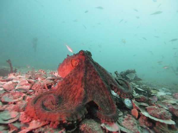 Octopuses can show dark colors when aggressive and paler colors when non aggressive.