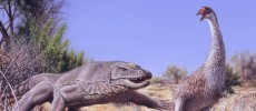 An illustration of the giant, flightless bird known as Genyornis newtoni, surprised on her nest by a 1-ton predatory lizard named Megalania prisca in Australia roughly 50,000 years ago. 