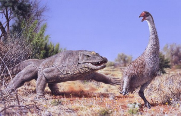 An illustration of the giant, flightless bird known as Genyornis newtoni, surprised on her nest by a 1-ton predatory lizard named Megalania prisca in Australia roughly 50,000 years ago. 
