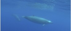 First underwater images of Trues beaked whales showing its characteristic morphology and coloration patterns. (Roland Edler/PeerJ)