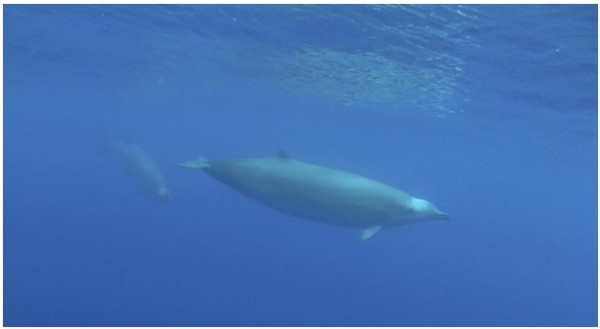 First underwater images of Trues beaked whales showing its characteristic morphology and coloration patterns. (Roland Edler/PeerJ)