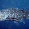 Second Indonesian coelacanth known to science, later to become holotype of new species, Latimeria menadoensis. Also a suggested ancestor of tetrapods. (Mark V. Erdmann/Smithsonian Institution)