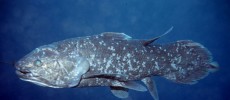 Second Indonesian coelacanth known to science, later to become holotype of new species, Latimeria menadoensis. Also a suggested ancestor of tetrapods. (Mark V. Erdmann/Smithsonian Institution)