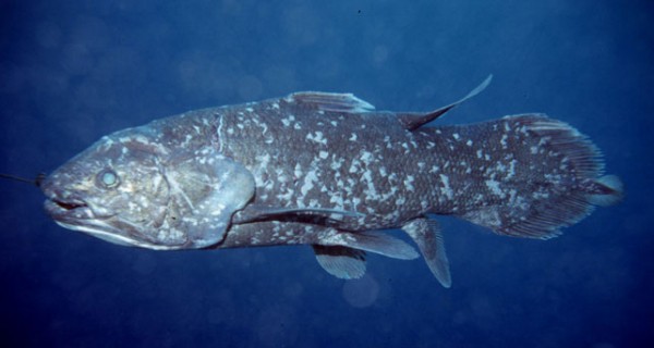 Second Indonesian coelacanth known to science, later to become holotype of new species, Latimeria menadoensis. Also a suggested ancestor of tetrapods. (Mark V. Erdmann/Smithsonian Institution)