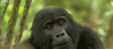 For the past three decades, Ebola virus has killed about the third of the gorilla's population and chimpanzee. 