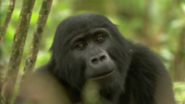 For the past three decades, Ebola virus has killed about the third of the gorilla's population and chimpanzee. 