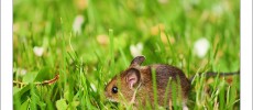 Scratching in mice show brain is bugged to respond from socially contagious behaviors
