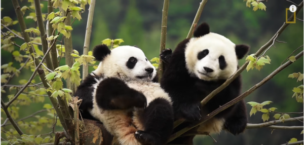 China is planning to end its inbreeding of giant panda as soon as the figure reaches 500.  (YouTube)