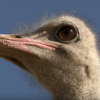 The origin and evolution of ostrich is attributed to the continental drift of Gondwanaland or Gondwana. (YouTube)