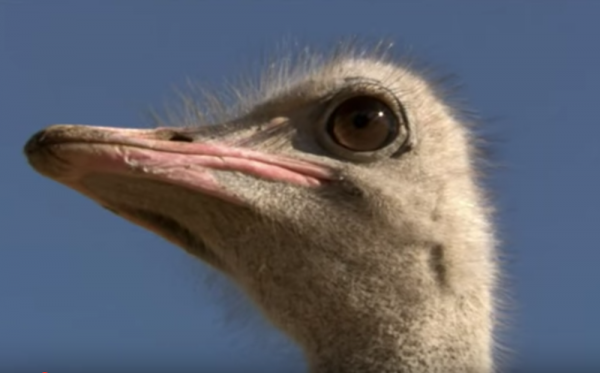The origin and evolution of ostrich is attributed to the continental drift of Gondwanaland or Gondwana. (YouTube)