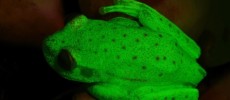 The South American polka dot tree frog turns fluorescent in UV light. (Julián Faivovich/University of Buenos Aires)
