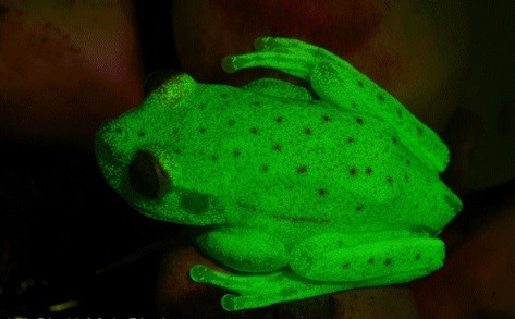 The South American polka dot tree frog turns fluorescent in UV light. (Julián Faivovich/University of Buenos Aires)