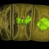 A false-colour X-ray image of what could be the oldest-known fossil of a red algae. (Stefan Bengtson/Swedish Museum of Natural History )