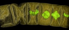 A false-colour X-ray image of what could be the oldest-known fossil of a red algae. (Stefan Bengtson/Swedish Museum of Natural History )