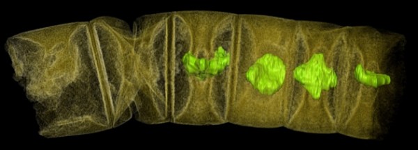 A false-colour X-ray image of what could be the oldest-known fossil of a red algae. (Stefan Bengtson/Swedish Museum of Natural History )
