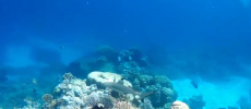 The Great Barrier Reef Is Suffering Yet Another Mass Bleaching; Bleaching Event About To Get Worse