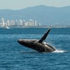 Humpback Whales Form 'Super Groups’ Due to Population Recovery