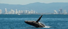 Humpback Whales Form 'Super Groups’ Due to Population Recovery