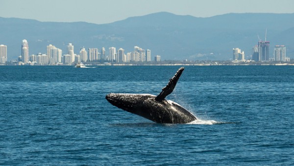 Humpback Whales Form 'Super Groups’ Due to Population Recovery