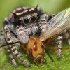 Jumping spider Phidippus mystaceus feeding on a nematoceran prey.