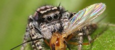 Jumping spider Phidippus mystaceus feeding on a nematoceran prey.